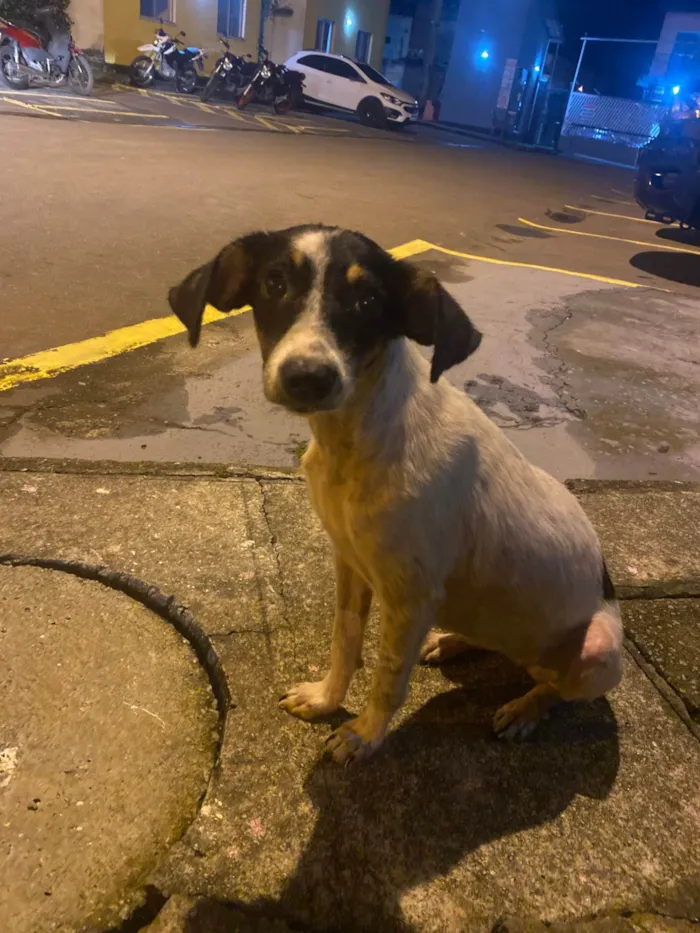 Cachorro ra a SRD-ViraLata idade 2 a 6 meses nome Belinha