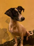Belinha
