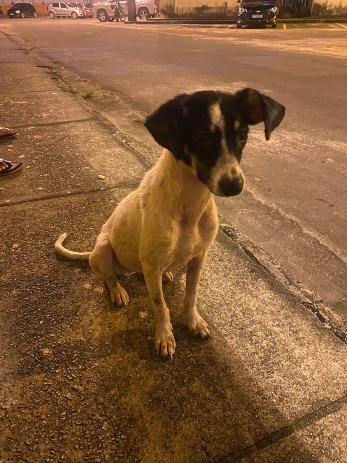 Cachorro ra a SRD-ViraLata idade 2 a 6 meses nome Belinha