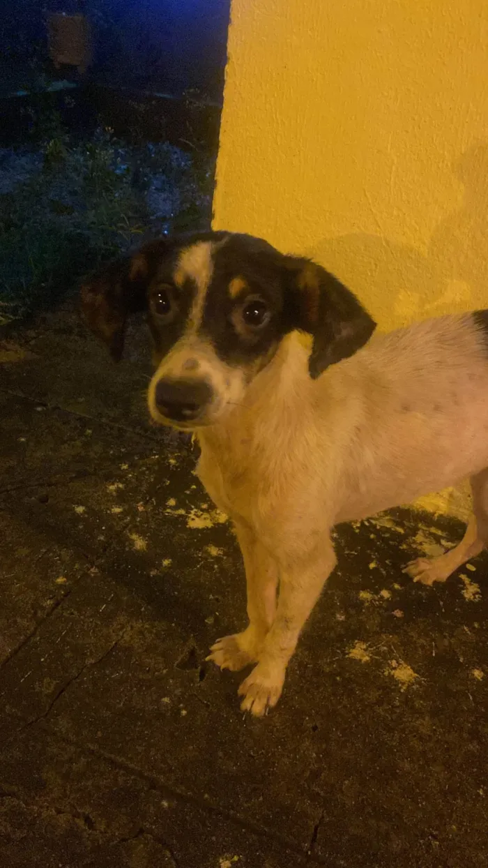 Cachorro ra a SRD-ViraLata idade 2 a 6 meses nome Belinha