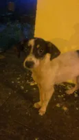 Belinha