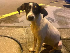 Cachorro raça SRD-ViraLata idade 2 a 6 meses nome Belinha