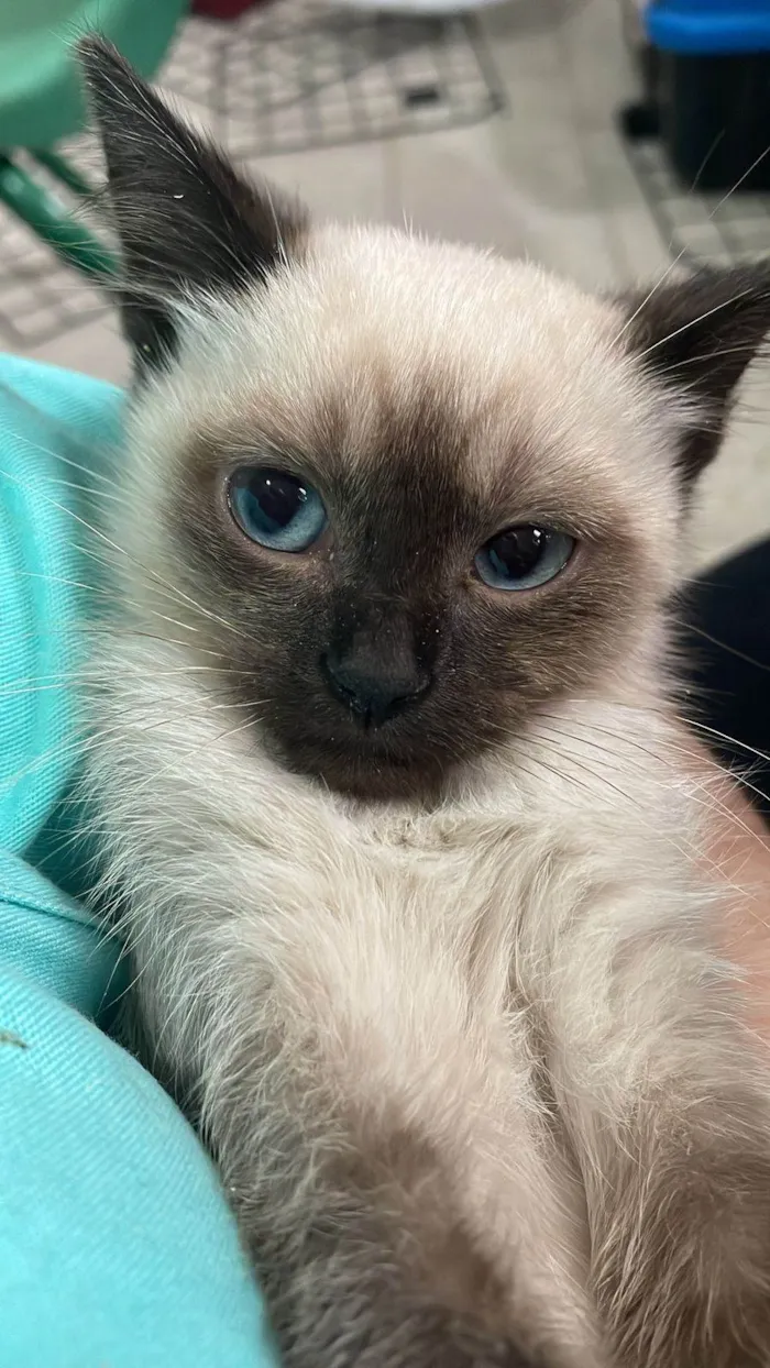 Gato ra a Siamês idade 2 a 6 meses nome Sialinda