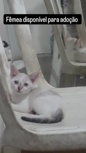Gato raça SRD-ViraLata idade 2 a 6 meses nome S/N 