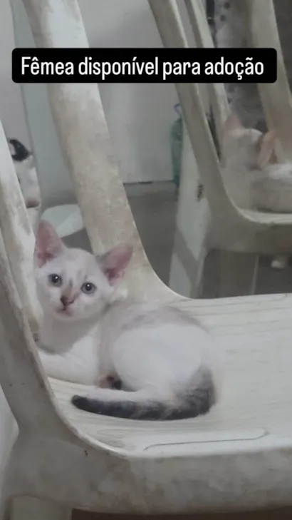 Gato raça SRD-ViraLata idade 2 a 6 meses nome S/N 