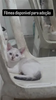 Gato raça SRD-ViraLata idade 2 a 6 meses nome S/N 