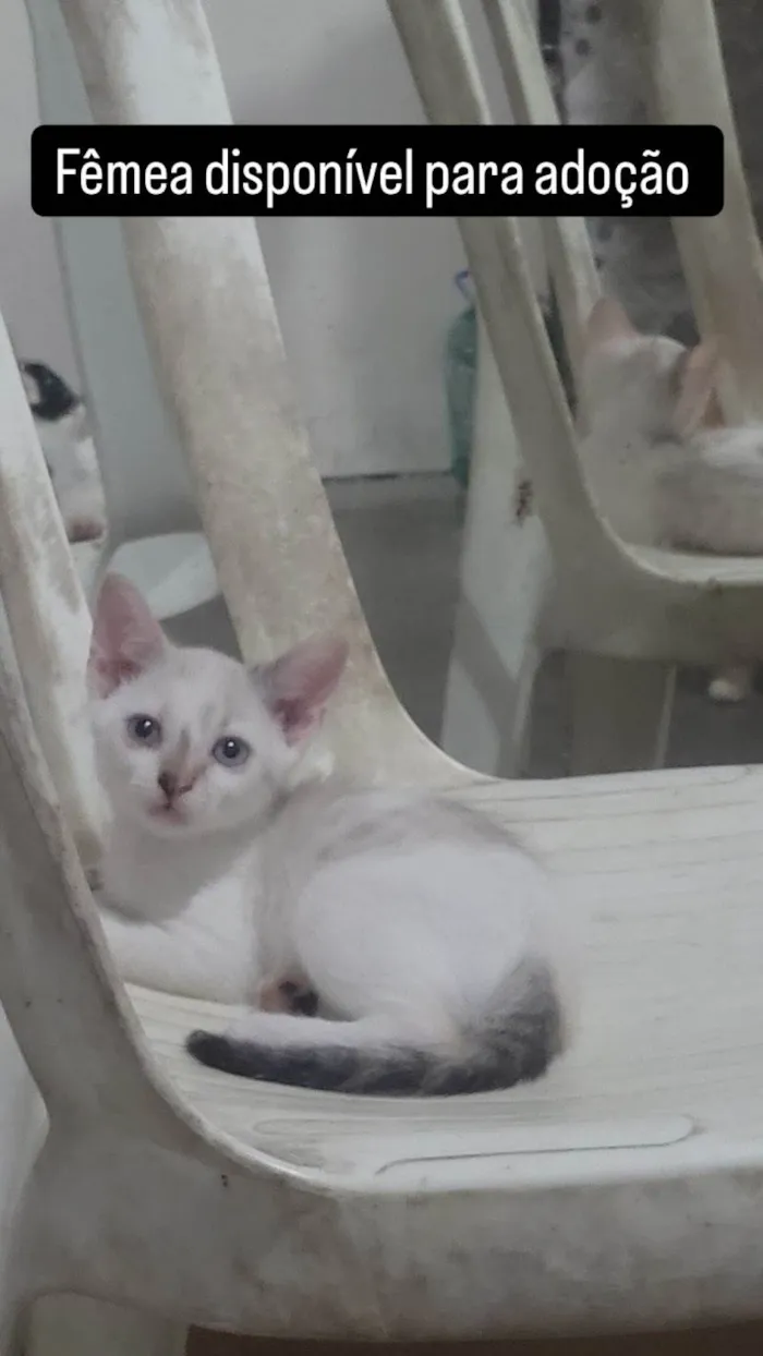 Gato ra a SRD-ViraLata idade 2 a 6 meses nome S/N