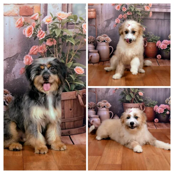 Cachorro ra a SRD-ViraLata idade 1 ano nome Xuxa&Sasha