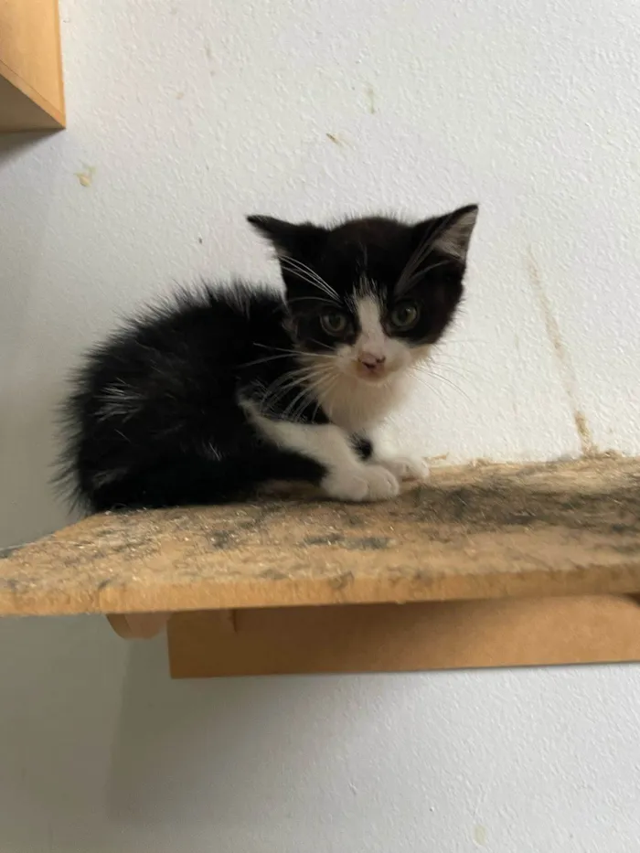Gato ra a SRD-ViraLata idade 2 a 6 meses nome Lilica