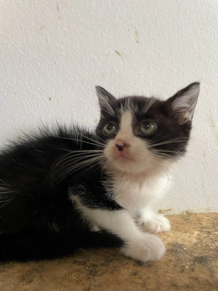 Gato ra a SRD-ViraLata idade 2 a 6 meses nome Lilica