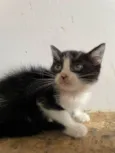 Lilica