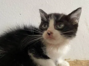 Gato raça SRD-ViraLata idade 2 a 6 meses nome Lilica