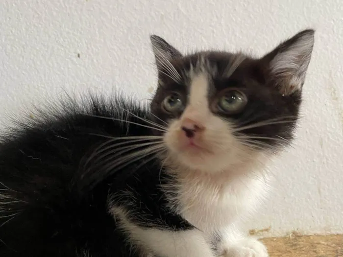 Gato ra a SRD-ViraLata idade 2 a 6 meses nome Lilica