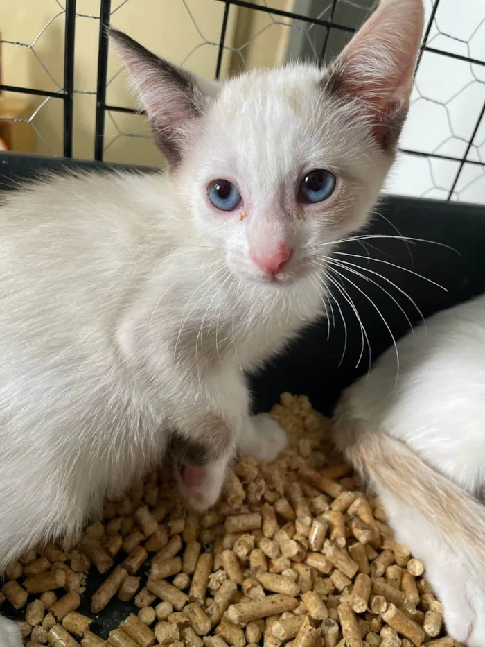 Gato ra a SRD-ViraLata idade 2 a 6 meses nome Linda