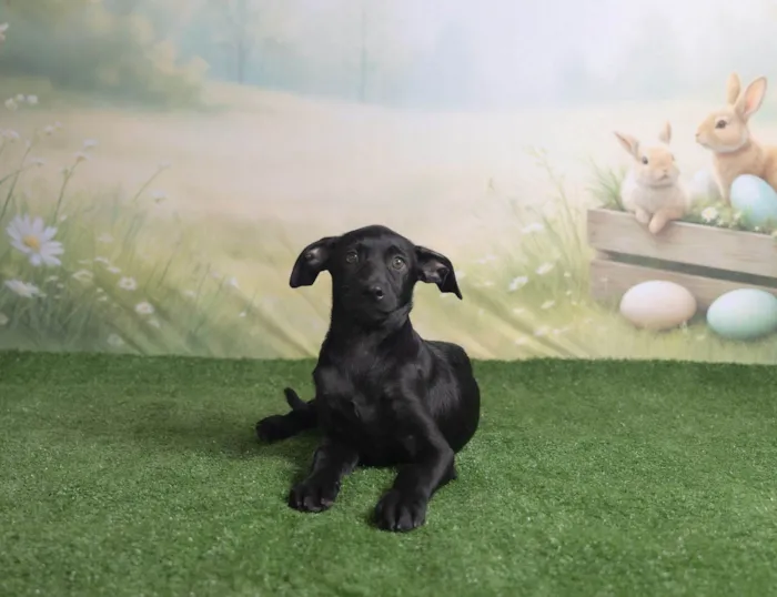 Cachorro ra a SRD-ViraLata idade 2 a 6 meses nome Christian 