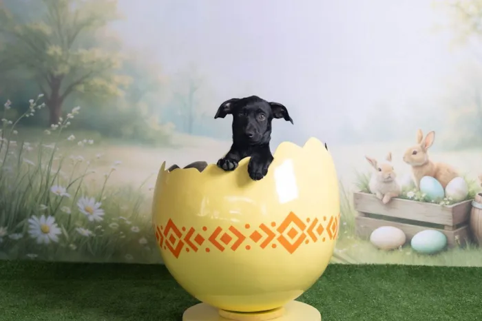 Cachorro ra a SRD-ViraLata idade 2 a 6 meses nome Christian 
