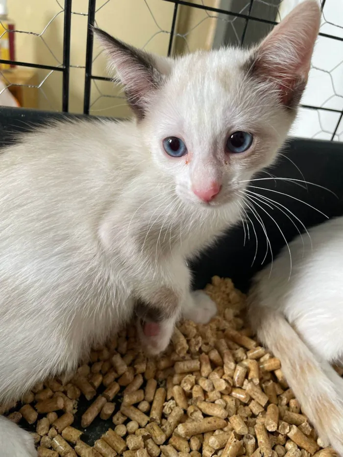 Gato ra a SRD-ViraLata idade 2 a 6 meses nome Linda