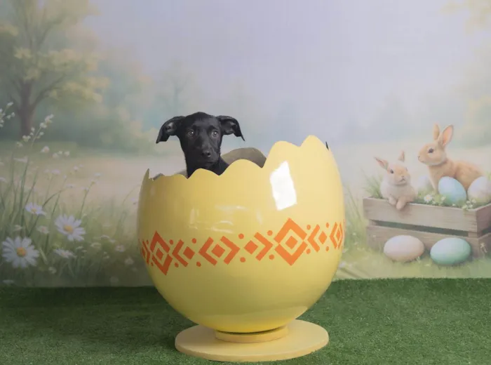 Cachorro ra a SRD-ViraLata idade 2 a 6 meses nome Christian 