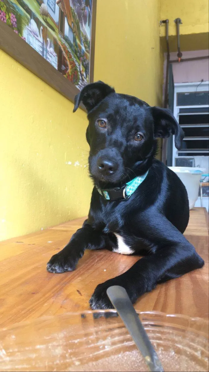Gato ra a SRD-ViraLata idade 4 anos nome Sete