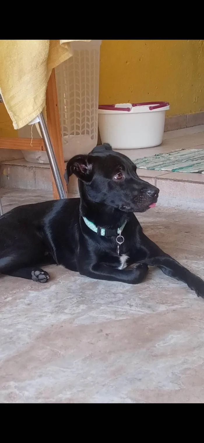 Gato ra a SRD-ViraLata idade 4 anos nome Sete