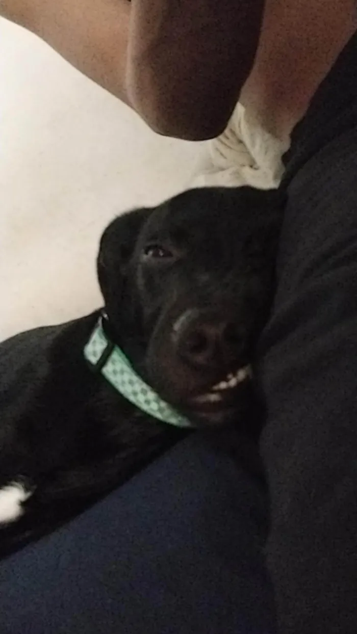 Gato ra a SRD-ViraLata idade 4 anos nome Sete