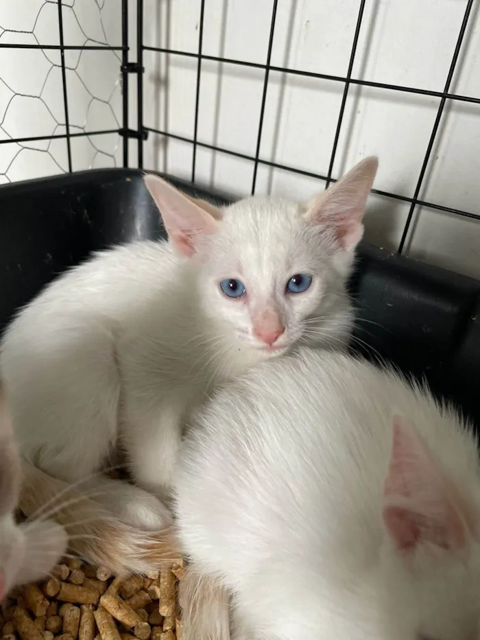 Gato ra a SRD-ViraLata idade 2 a 6 meses nome Pipoca
