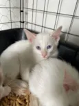 Pipoca