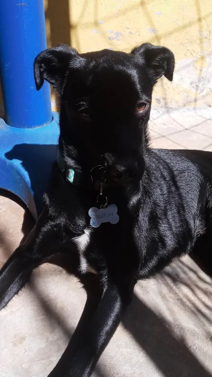 Gato ra a SRD-ViraLata idade 4 anos nome Sete