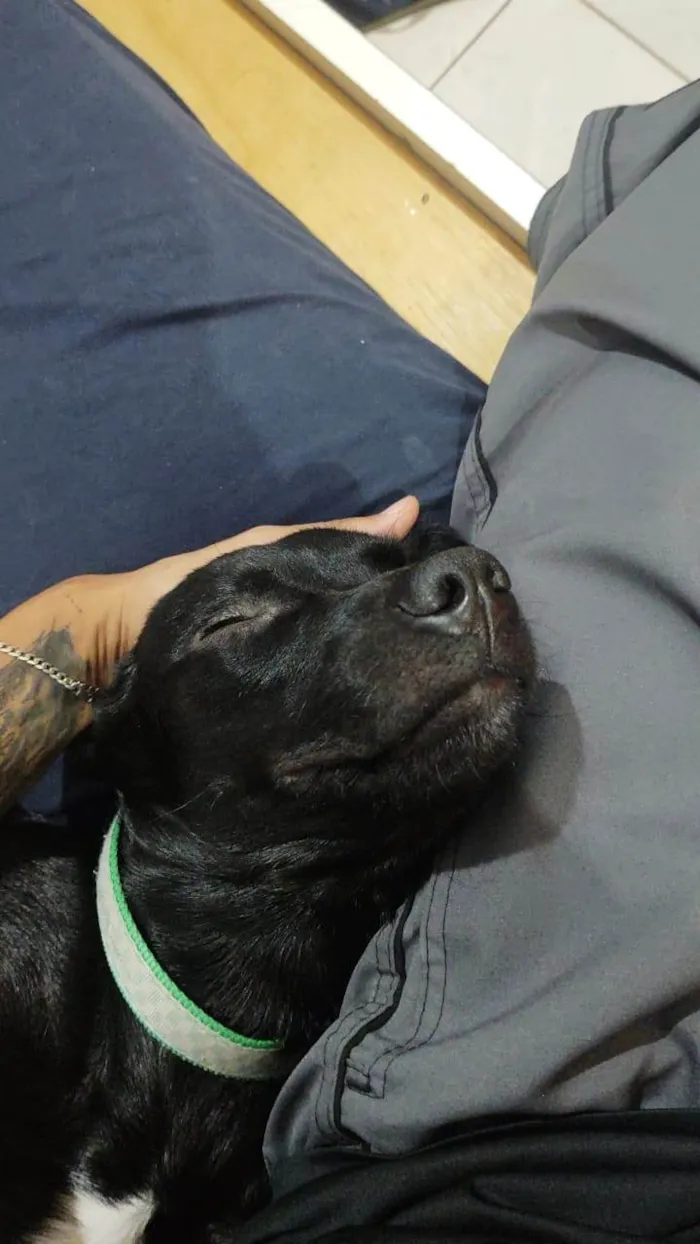 Gato ra a SRD-ViraLata idade 4 anos nome Sete