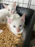 Pipoca