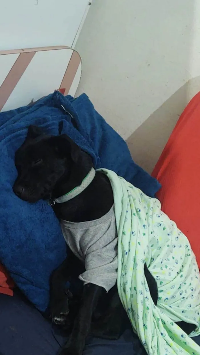 Gato ra a SRD-ViraLata idade 4 anos nome Sete