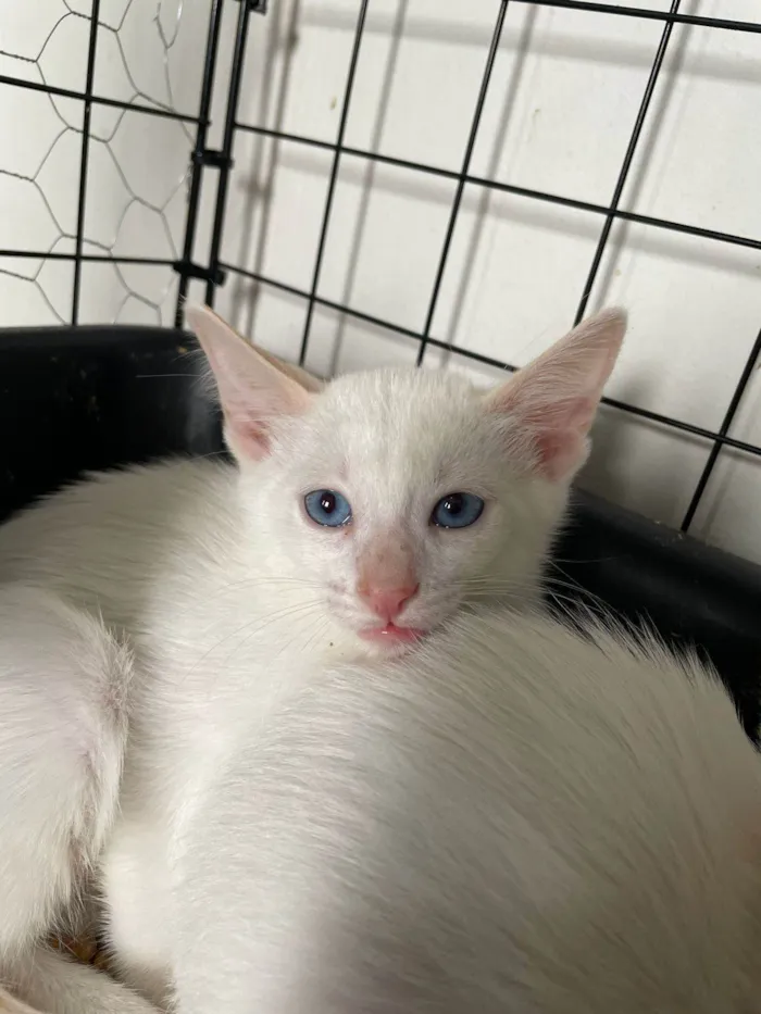 Gato ra a SRD-ViraLata idade 2 a 6 meses nome Pipoca
