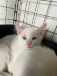 Pipoca