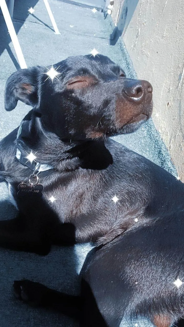 Gato ra a SRD-ViraLata idade 4 anos nome Sete