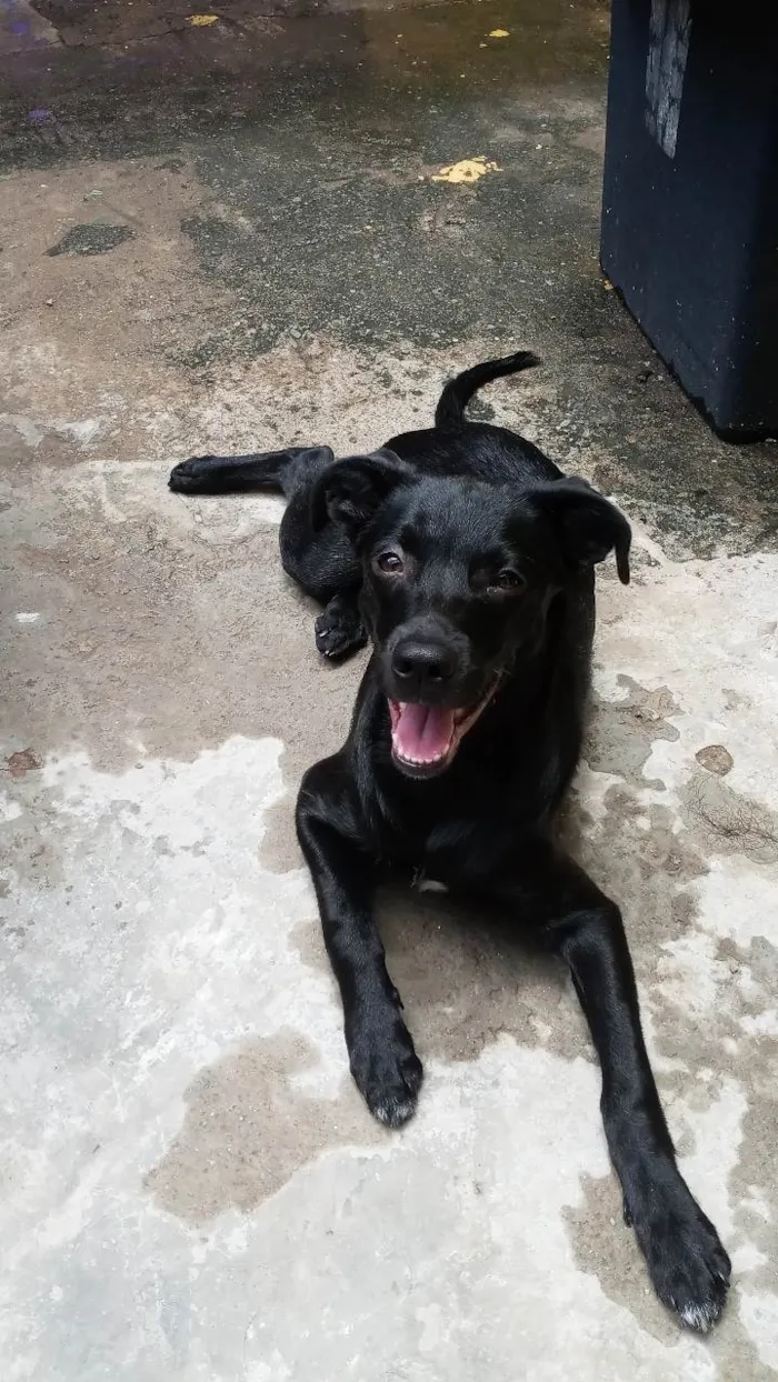 Gato ra a SRD-ViraLata idade 4 anos nome Sete