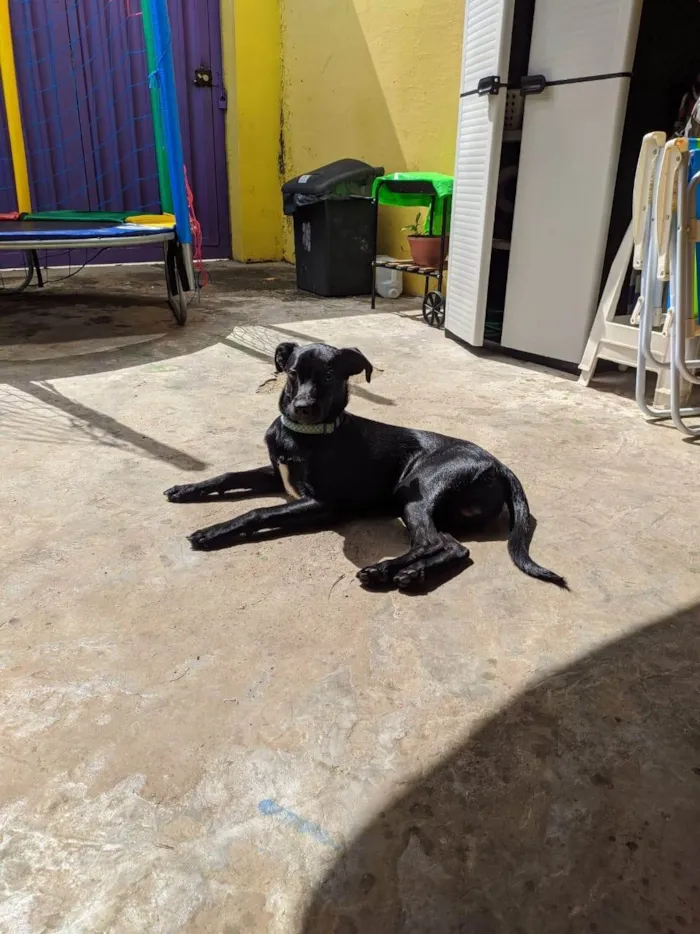 Gato ra a SRD-ViraLata idade 4 anos nome Sete