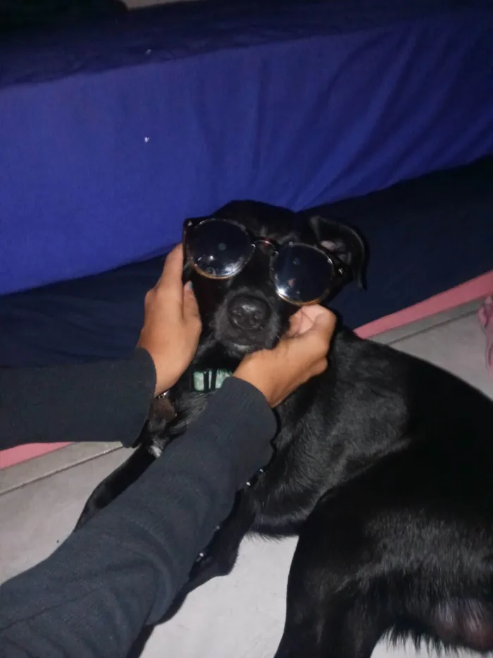 Gato ra a SRD-ViraLata idade 4 anos nome Sete