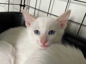 Gato raça SRD-ViraLata idade 2 a 6 meses nome Pipoca