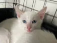 Pipoca