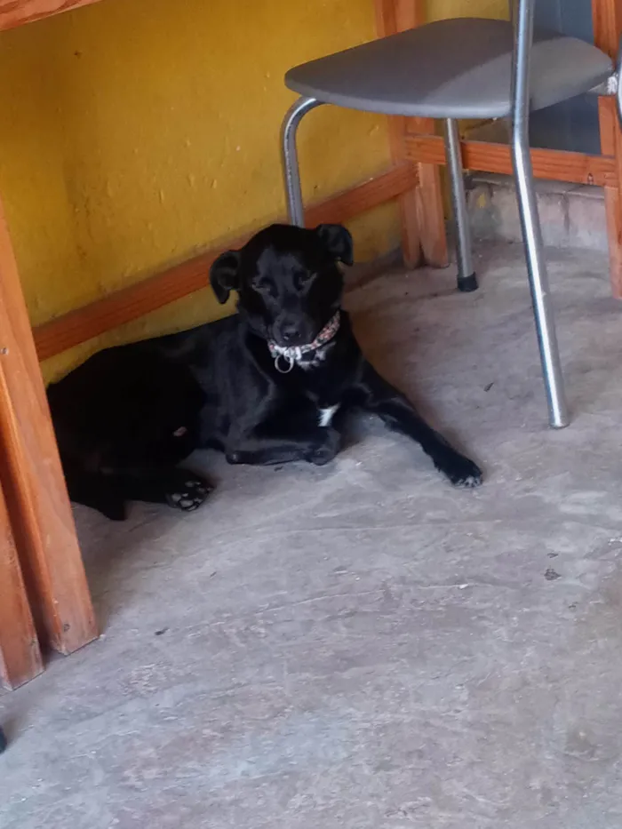 Gato ra a SRD-ViraLata idade 4 anos nome Sete