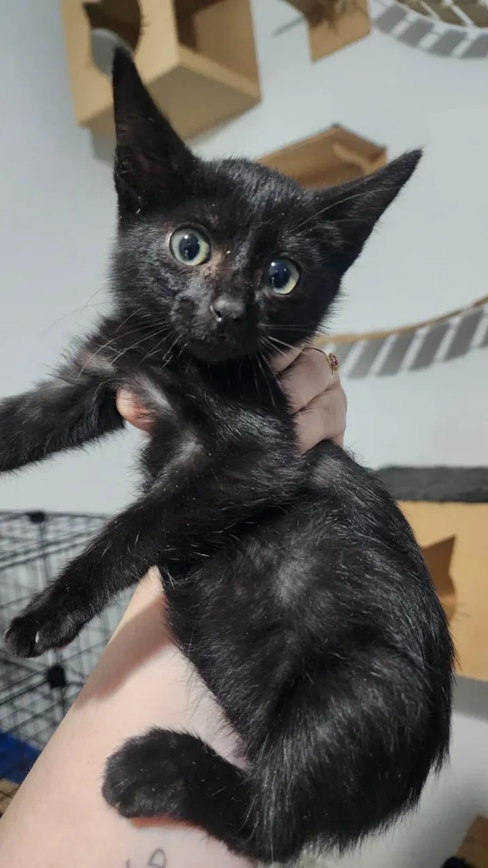 Gato ra a SRD-ViraLata idade 2 a 6 meses nome Mia