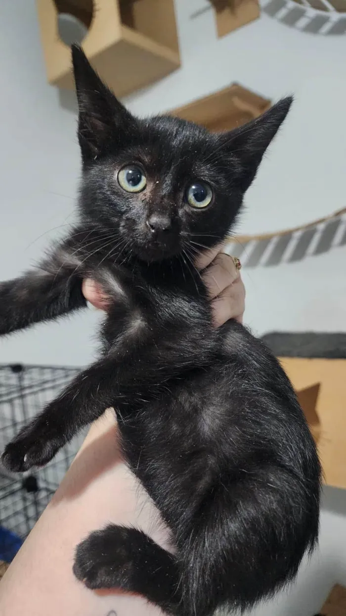 Gato ra a SRD-ViraLata idade 2 a 6 meses nome Mia