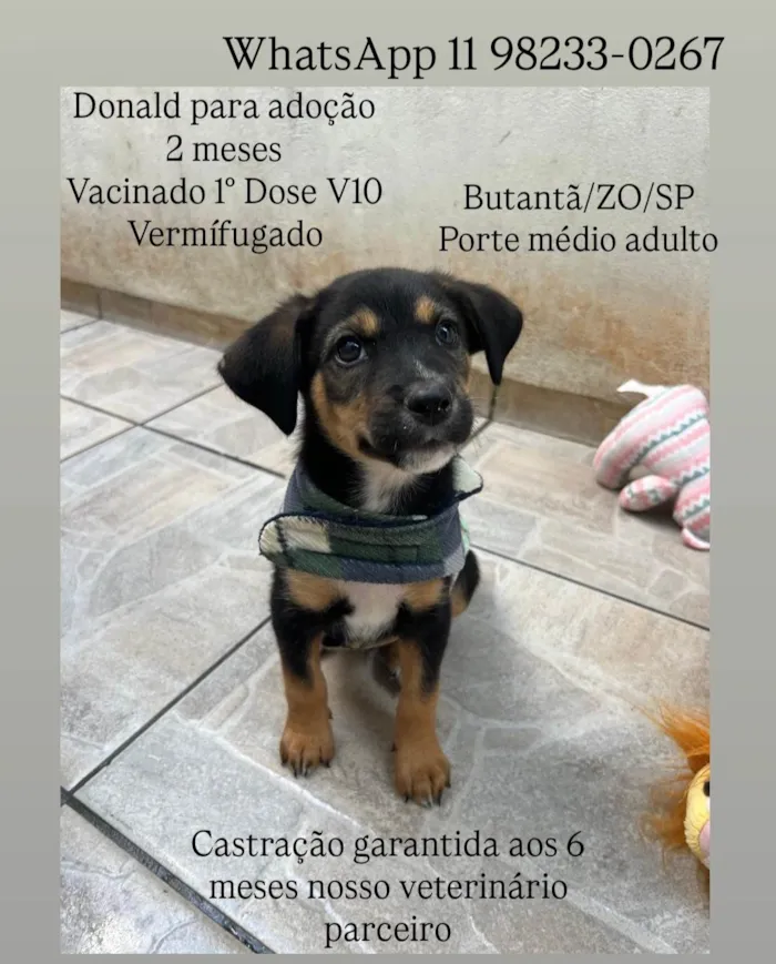Cachorro ra a SRD-ViraLata idade Abaixo de 2 meses nome Donald