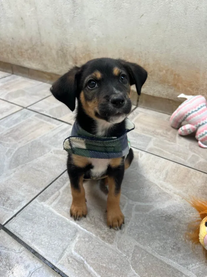 Cachorro ra a SRD-ViraLata idade Abaixo de 2 meses nome Donald