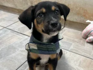 Cachorro raça SRD-ViraLata idade Abaixo de 2 meses nome Donald