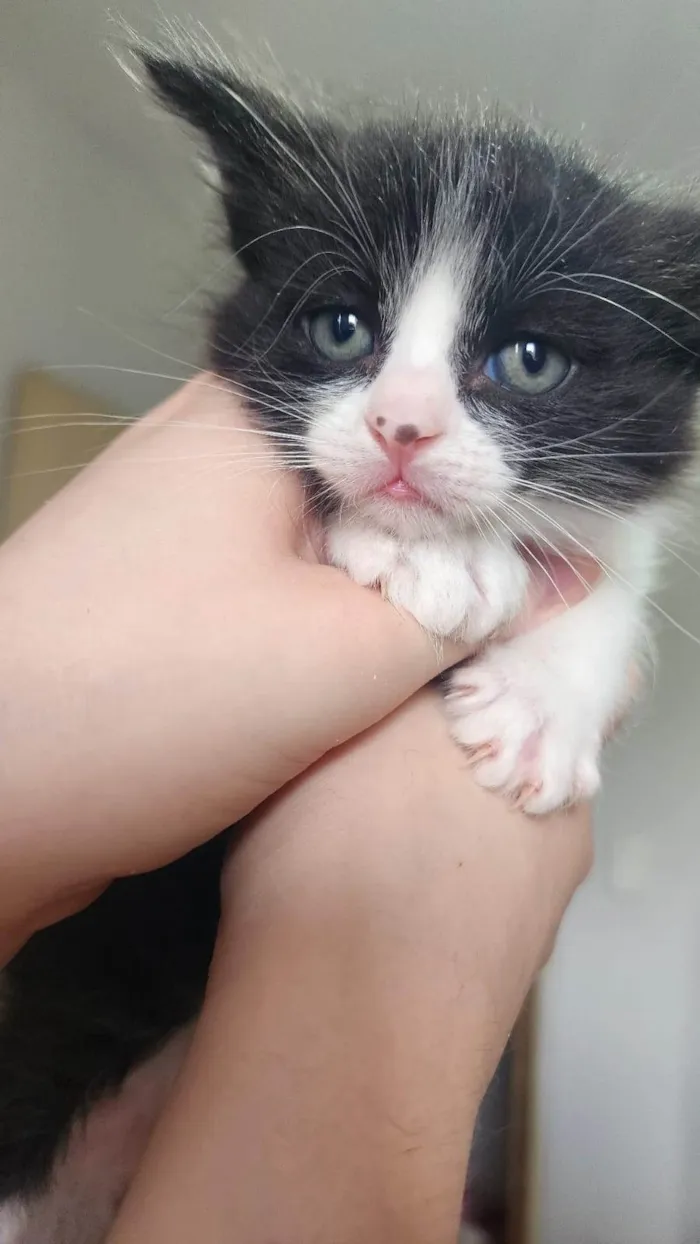 Gato ra a SRD-ViraLata idade Abaixo de 2 meses nome Flunfers
