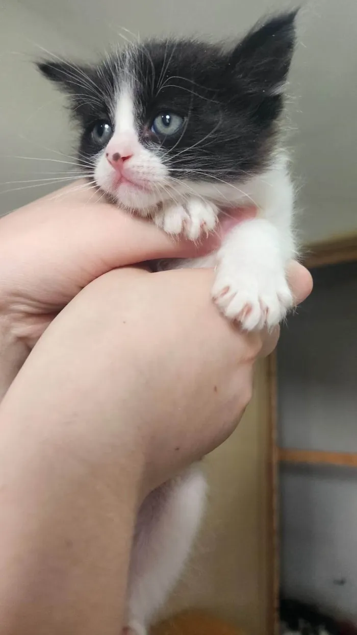 Gato ra a SRD-ViraLata idade Abaixo de 2 meses nome Flunfers