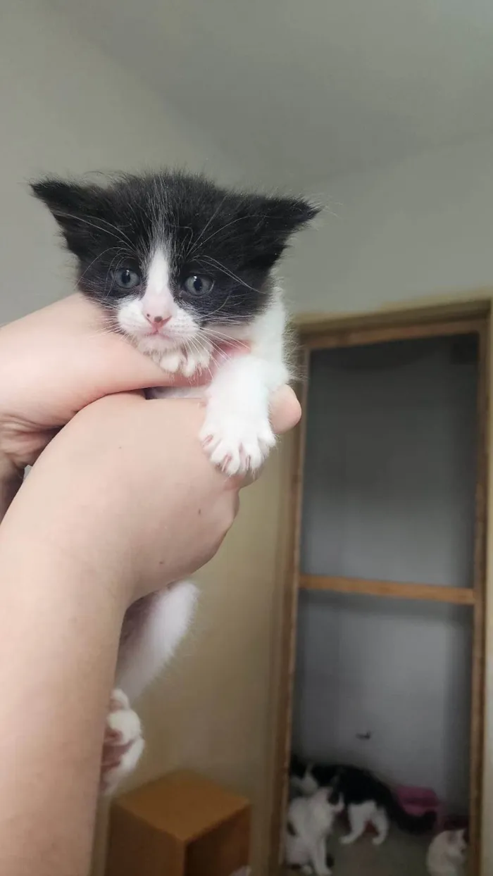 Gato ra a SRD-ViraLata idade Abaixo de 2 meses nome Flunfers