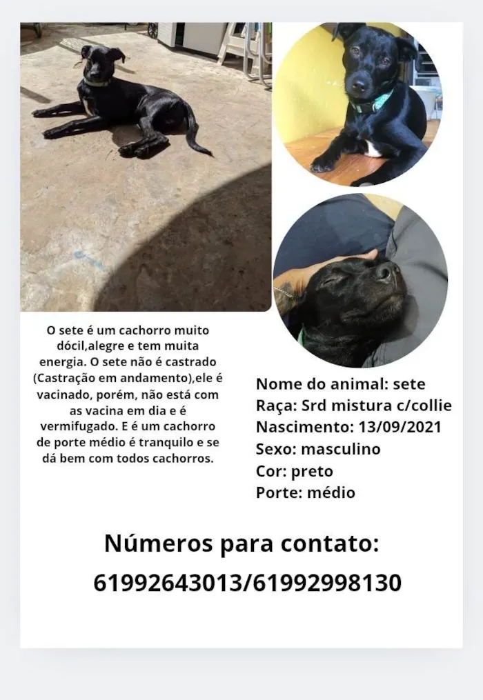 Gato ra a SRD-ViraLata idade 4 anos nome Sete