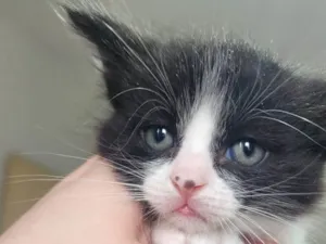 Gato raça SRD-ViraLata idade Abaixo de 2 meses nome Flunfers